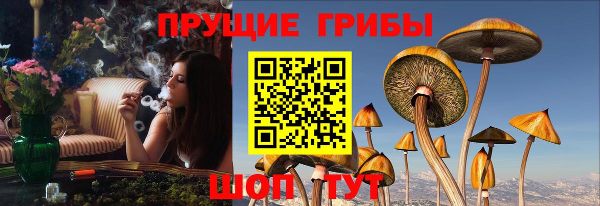 Галлюциногенные грибы Psilocybine cubensis Лесной